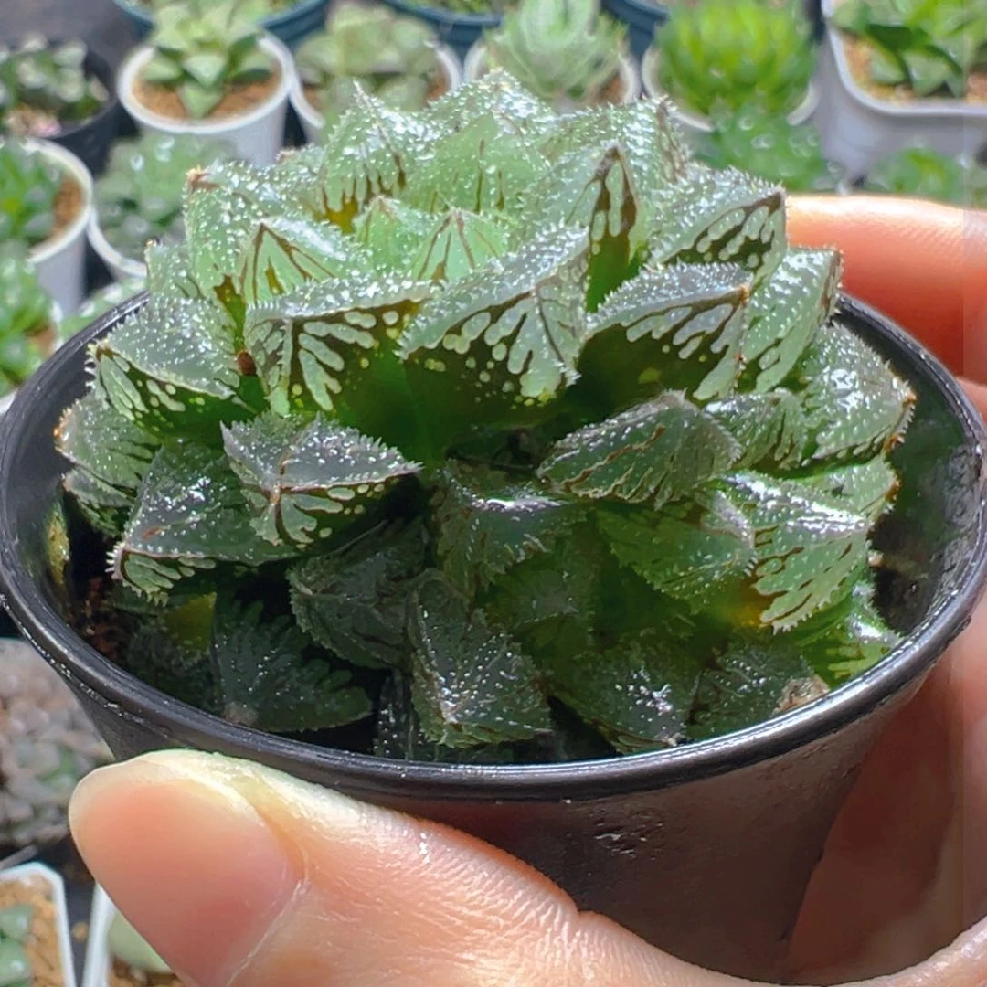 万象盆魔刺寿多肉多肉多肉