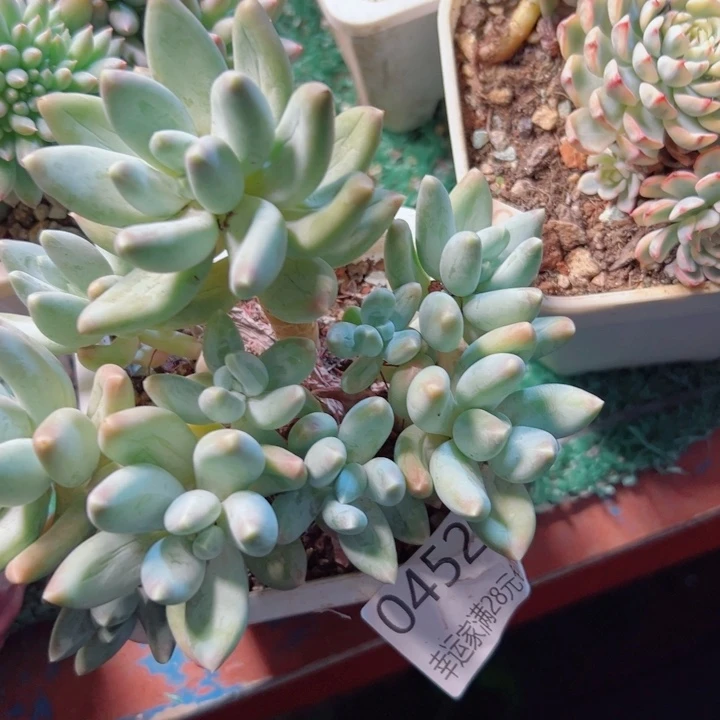 幸运的是我还没遇到过