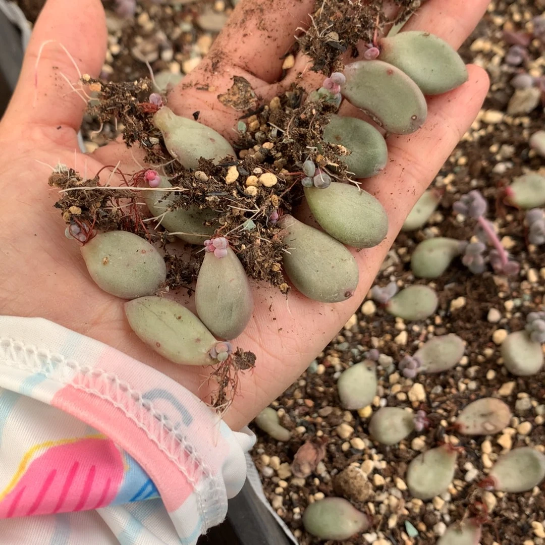 梦***葭一起哈哈哈哈哈哈哈