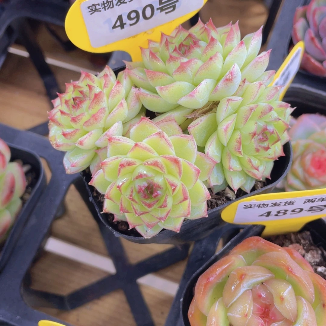 490号 精品糖心女王四头