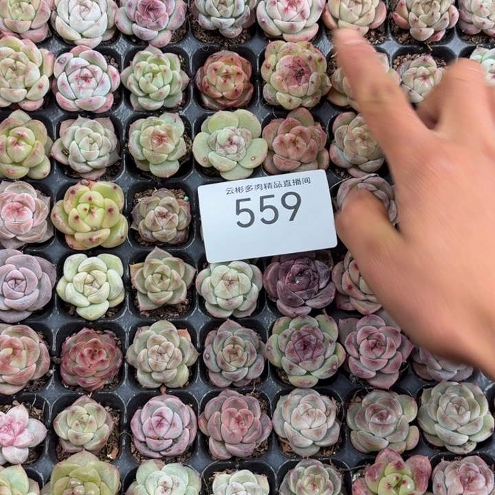 @***七559。