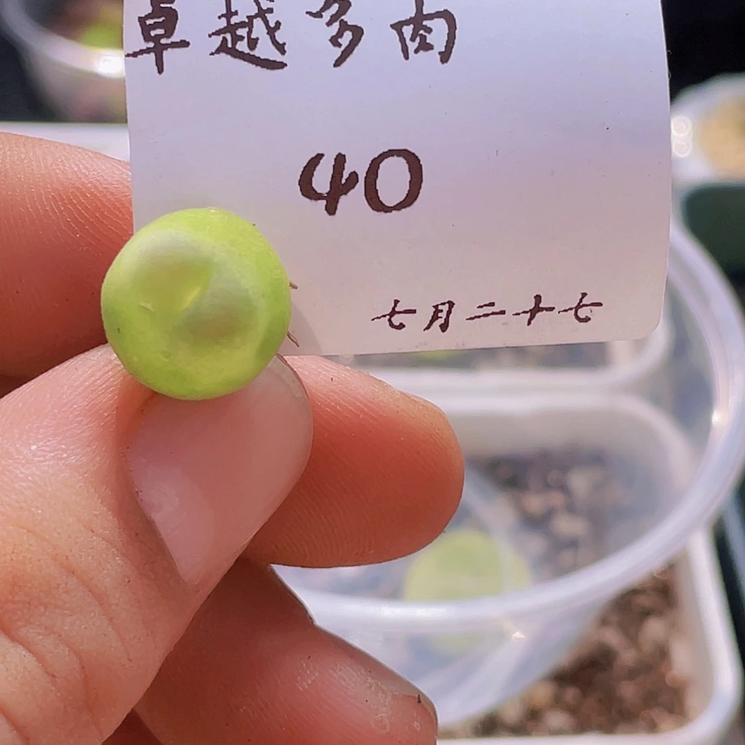 一物一拍拉登-40-7.27