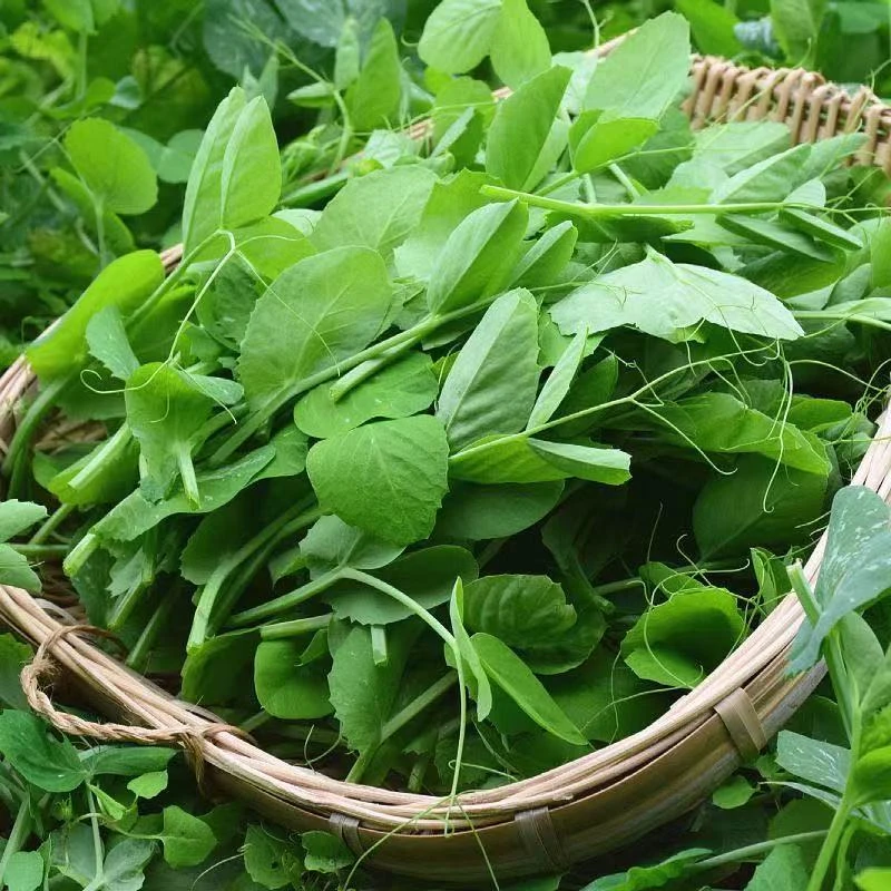 贵州高山豌豆尖新鲜