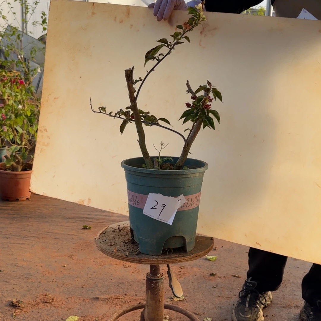 大部分开放少量花苞哪吒 29脱