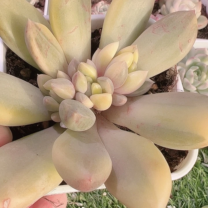 ?****多肉植物多肉植物