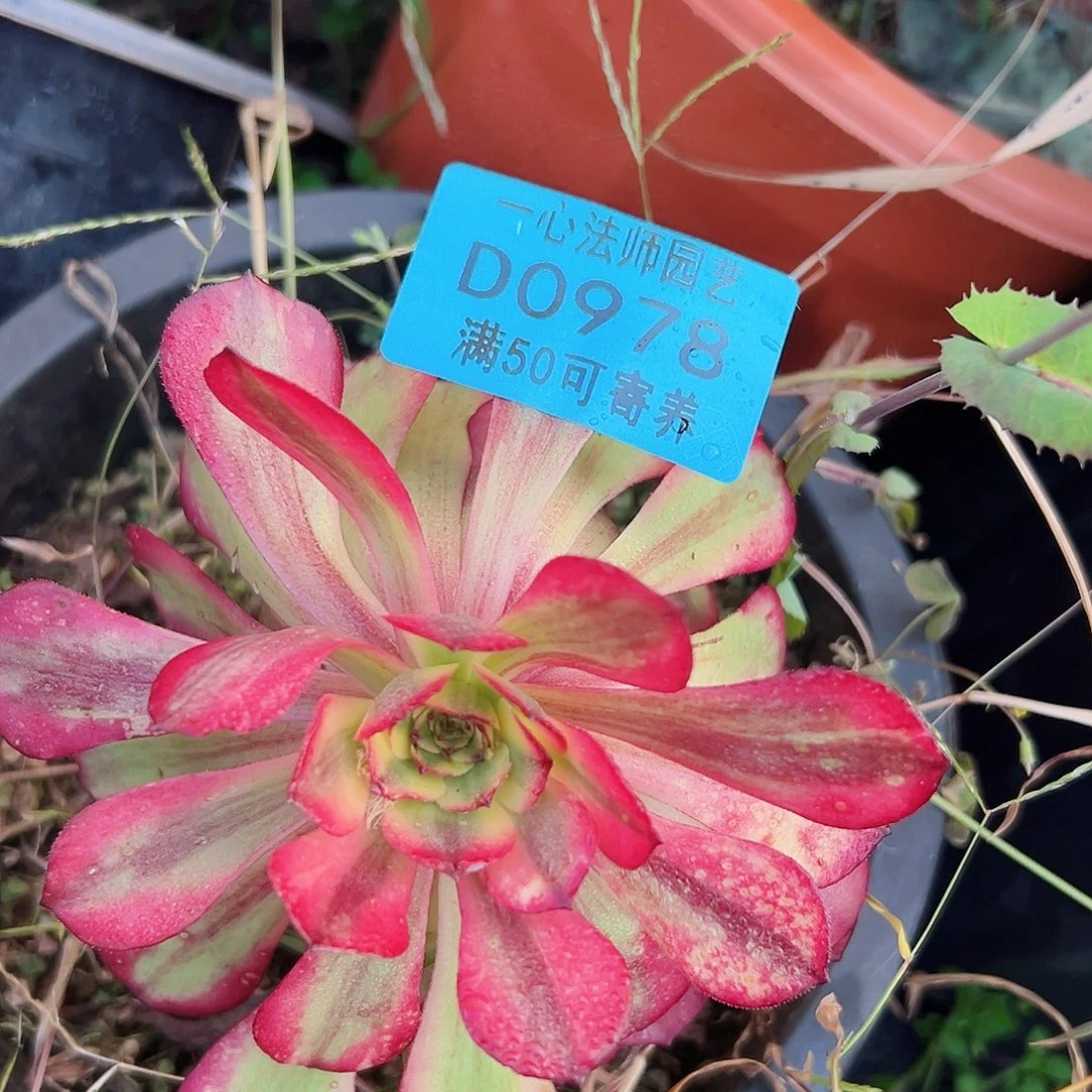 多肉植物多肉植物978