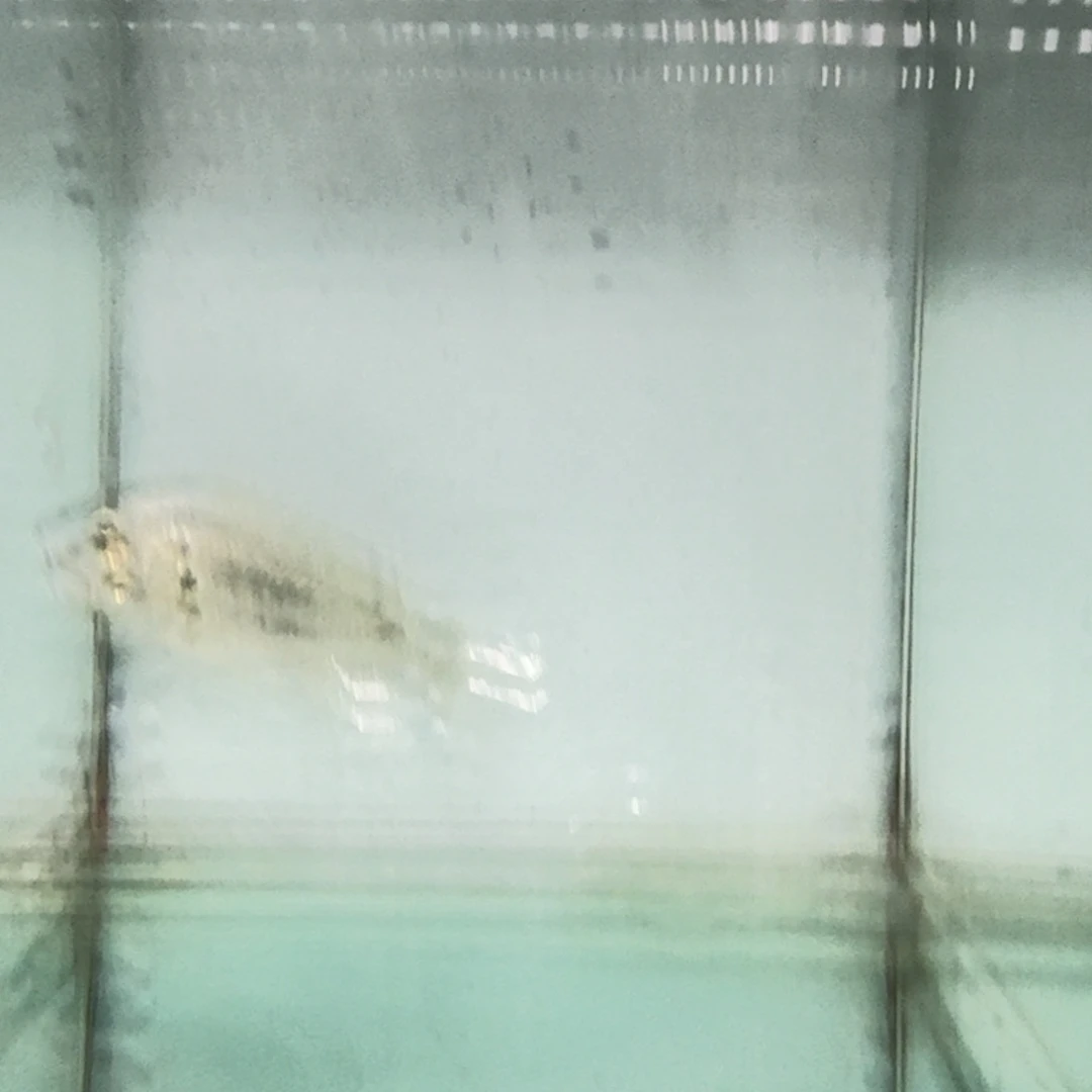 慈鲷460野欧雷坦克。