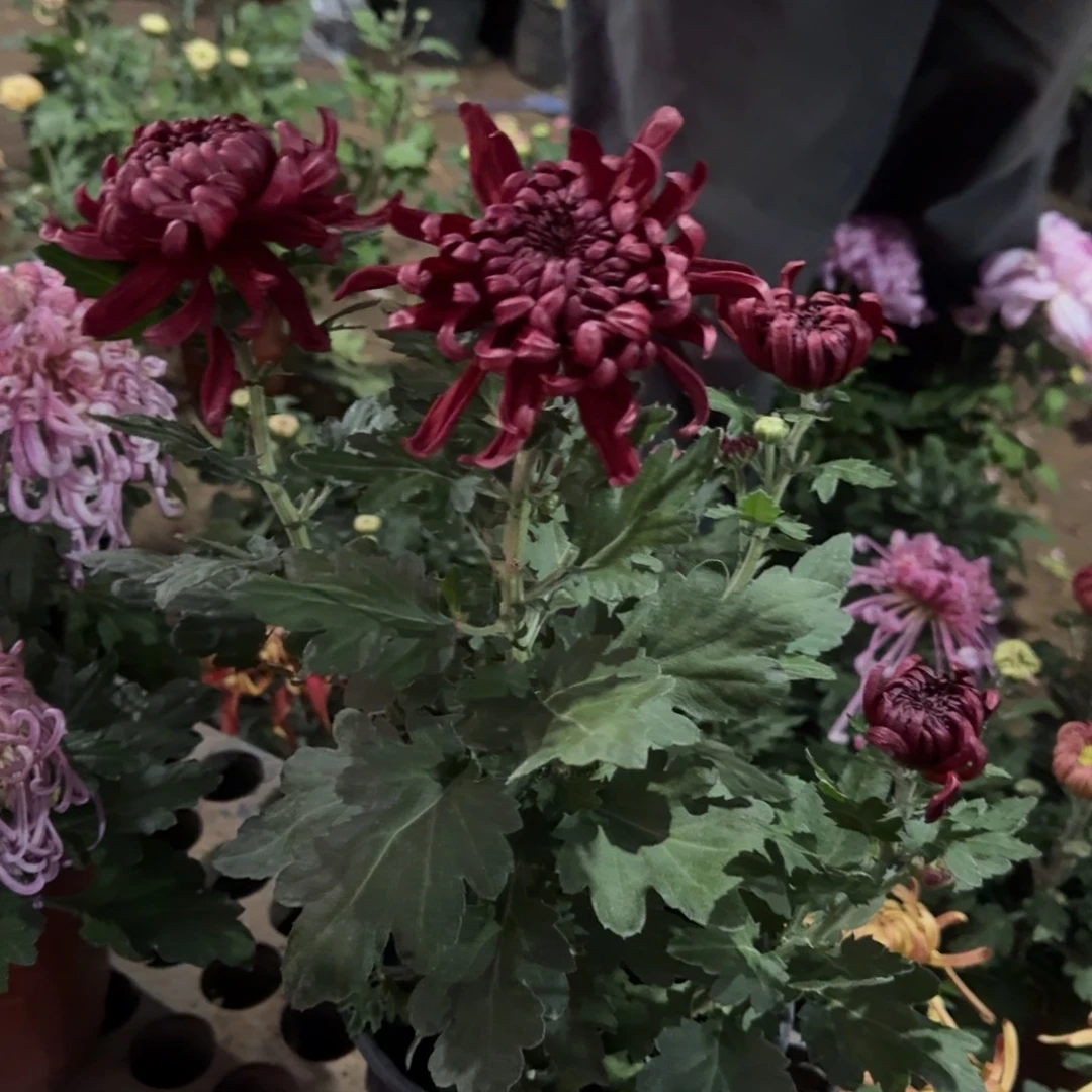 完全开放0520墨萍