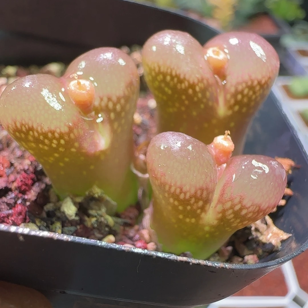 哈哈哈哈哈哈哈。 412