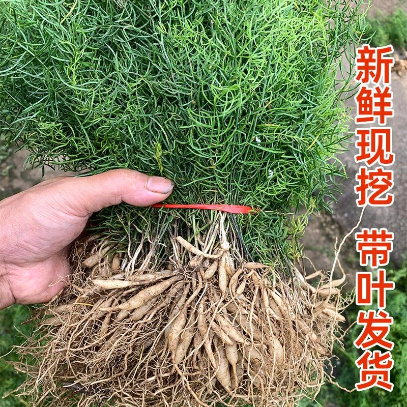 现挖天门冬苗新鲜带叶狐尾大天冬草阳台庭院盆栽四季常绿中药材苗