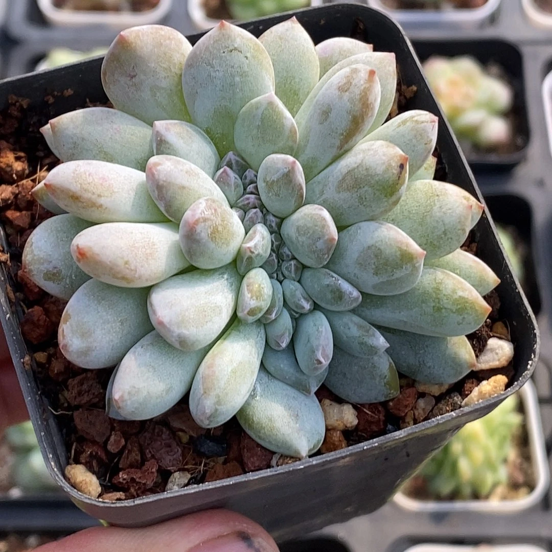 星影缀化30包邮非偏远