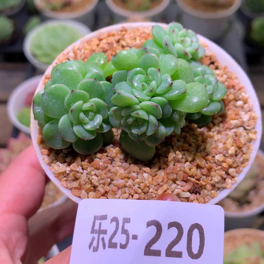 乐然25-220 新品群