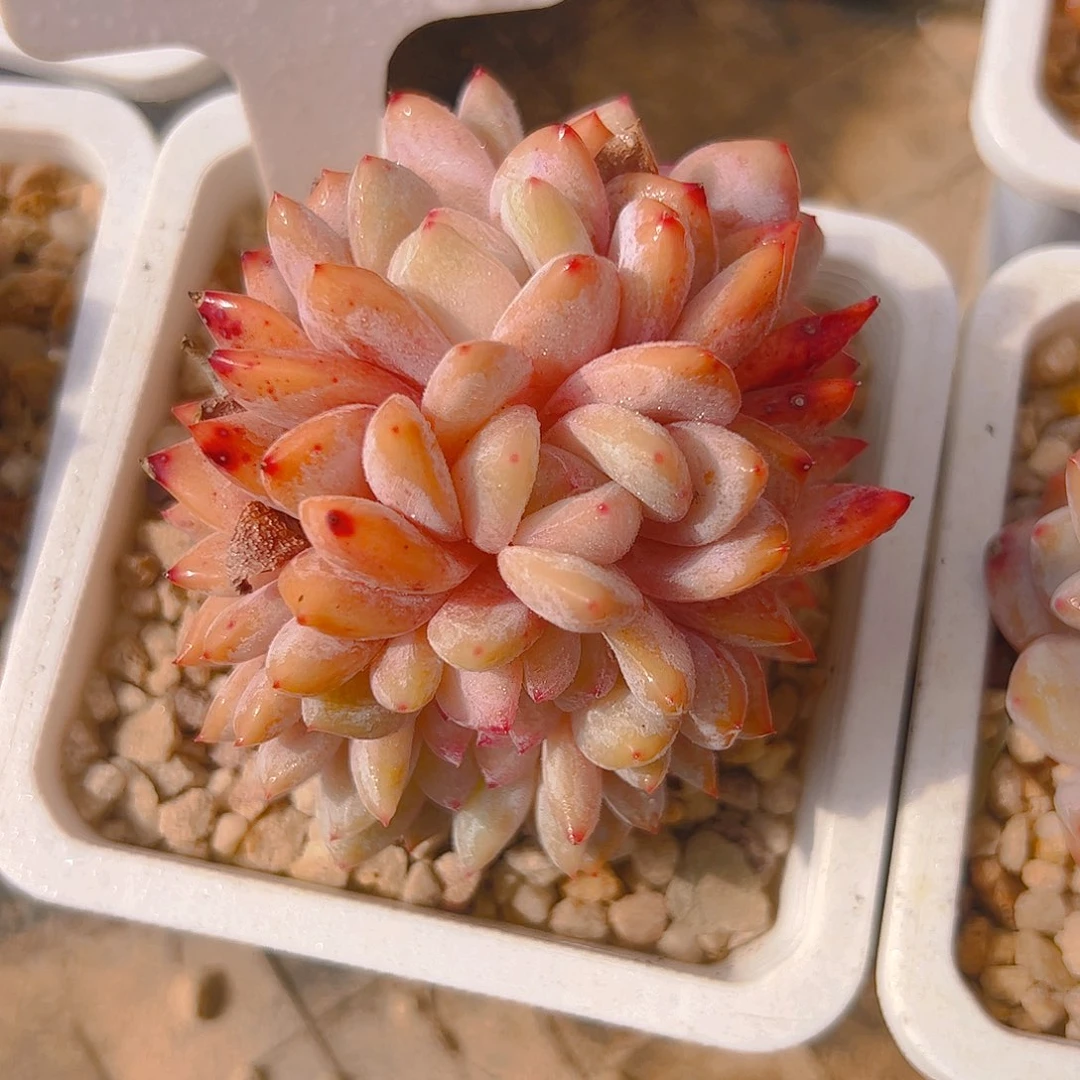 多***贝雪天使缀5082号一物一拍