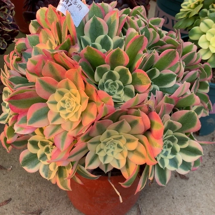 447白凤多肉植物