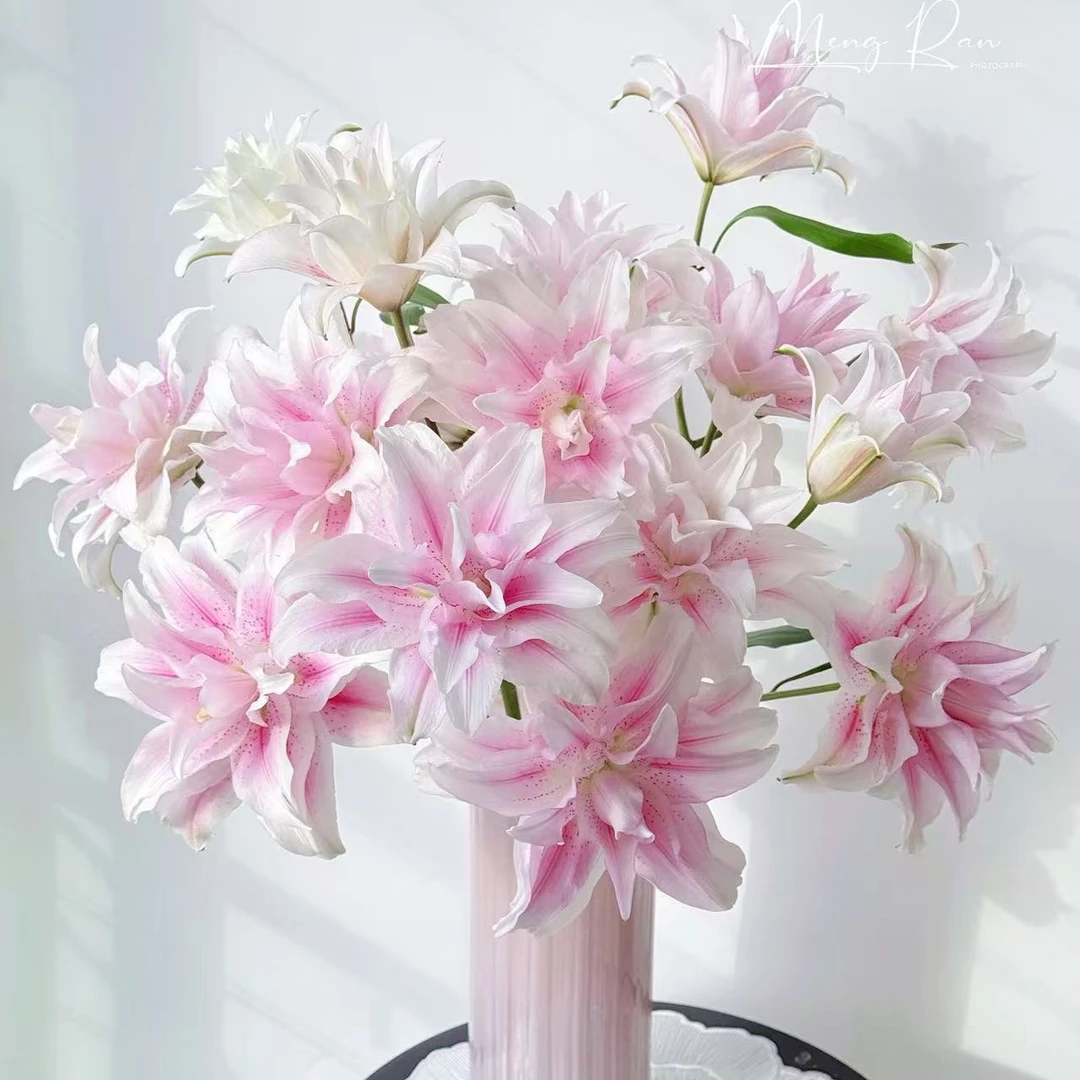 【特价微瑕不售后】3头伊莎贝拉百合浓香重瓣 品质鲜花顺丰1单包邮