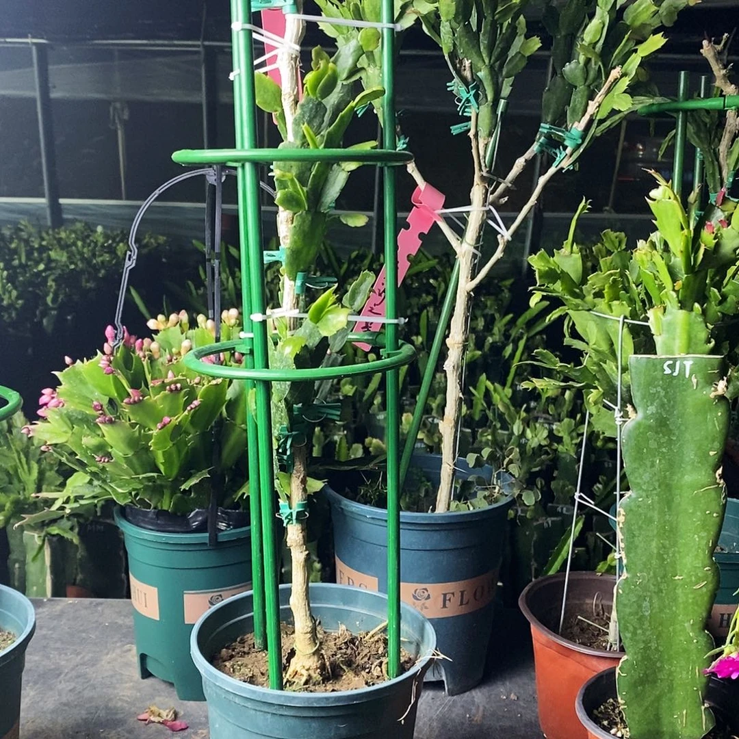 用***1无花朵叶仙嫁接三层