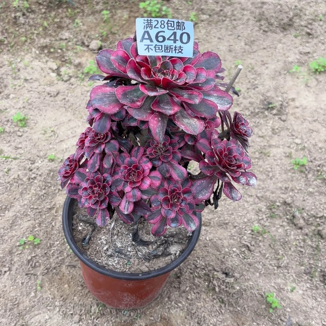 E. 640香奈儿多肉11222