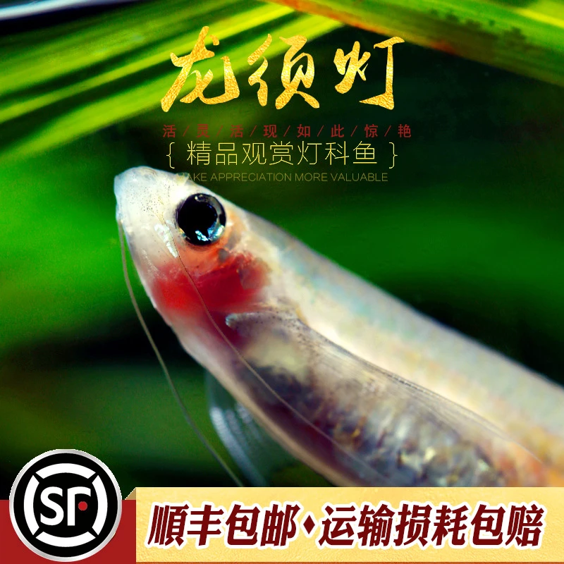 龙须灯鱼除油膜长须丹鱼凤眼灯小龙鱼上层小型灯科缸工具鱼灯科鱼