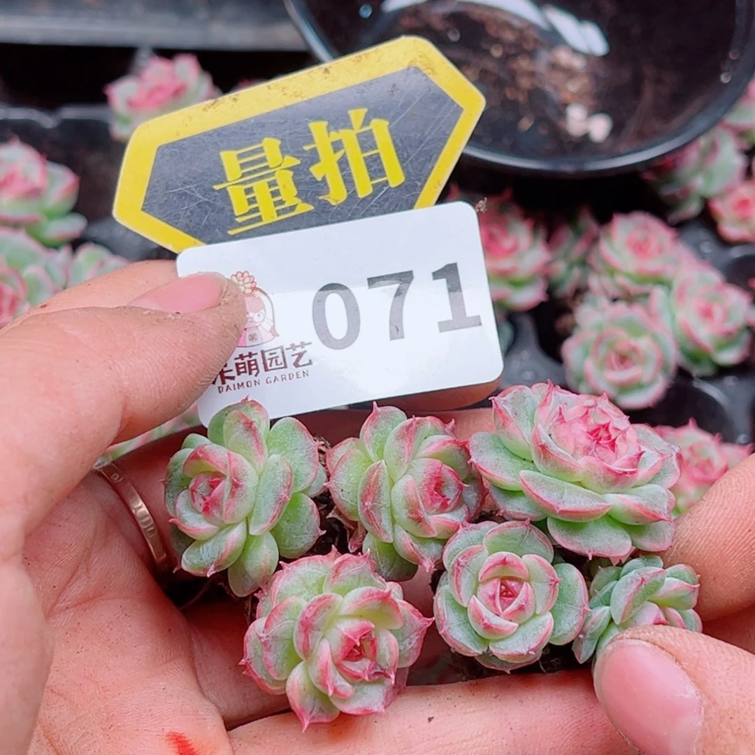 多肉植物多肉植物