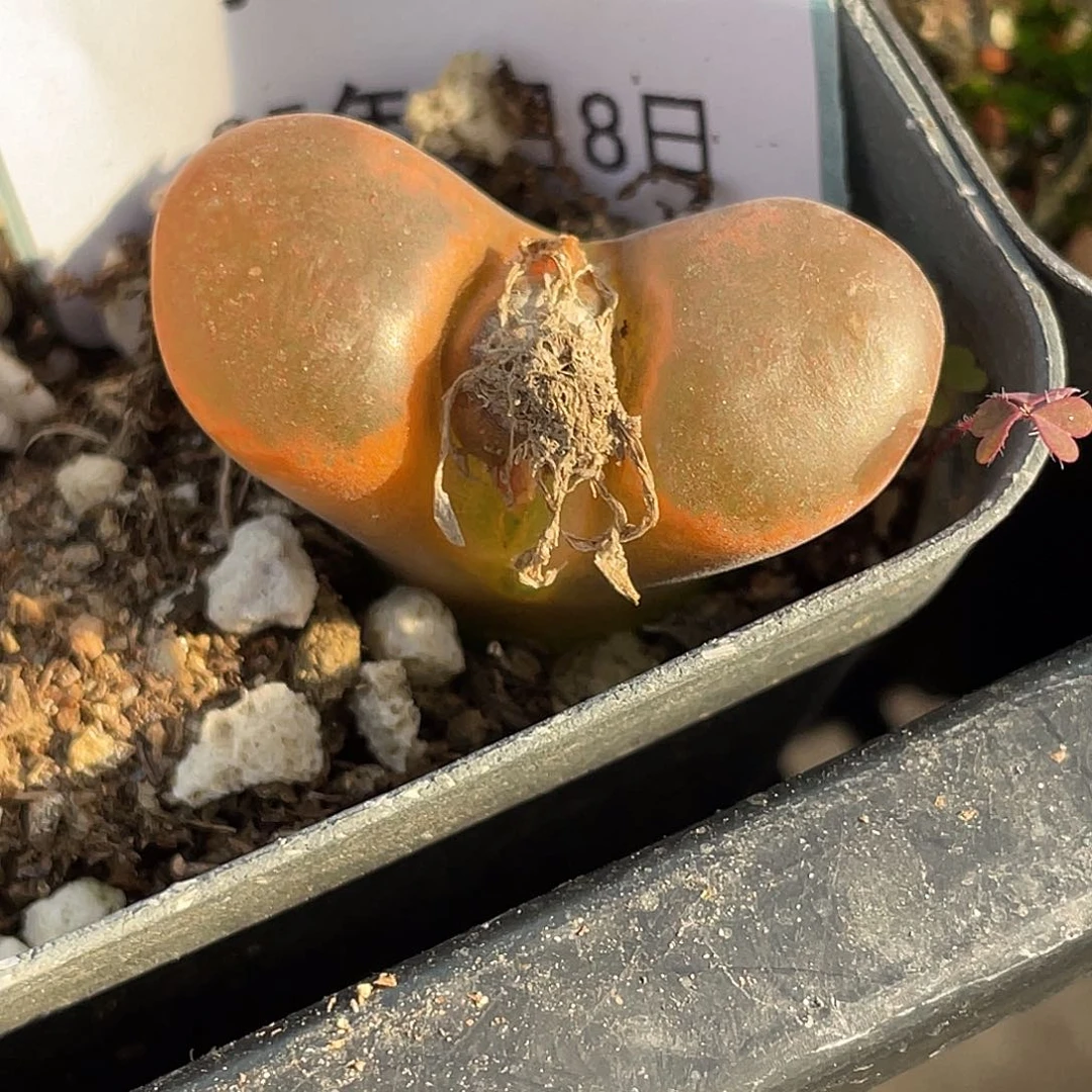 8-81风铃多肉植物