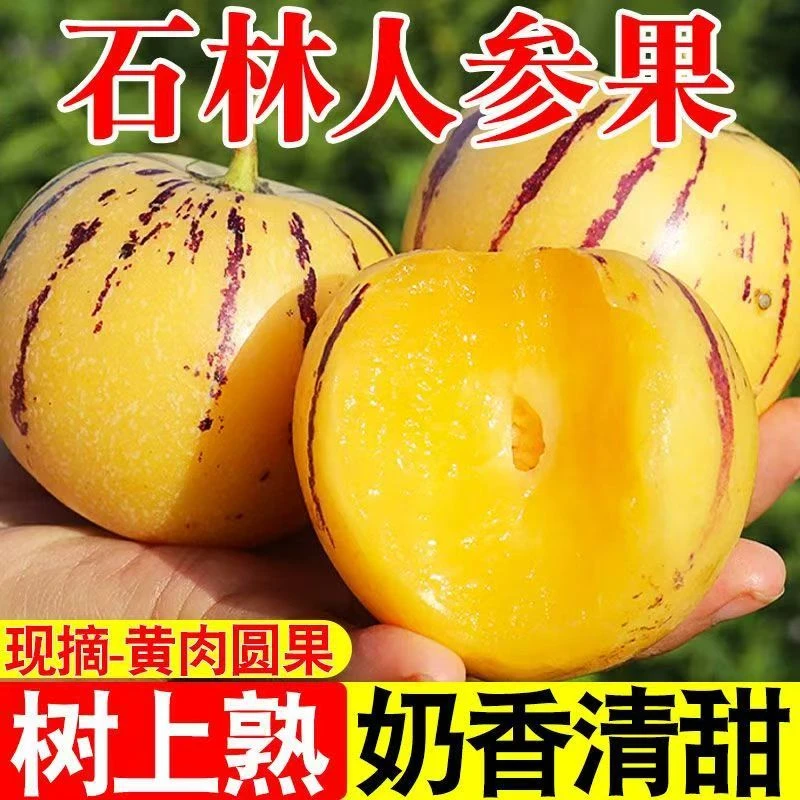 云南石林果树上熟黄肉圆果新鲜清甜多汁应季水果