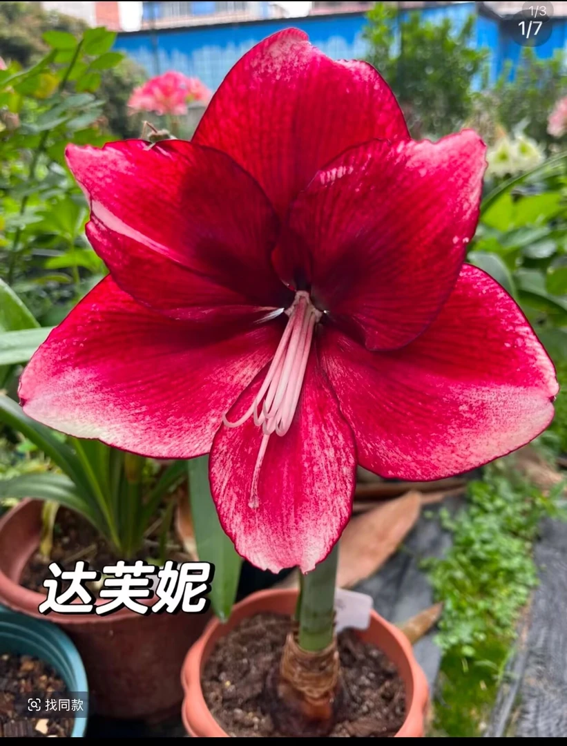 达芙妮）朱顶红种球6-8厘米