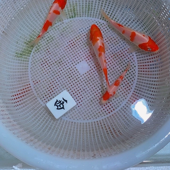 锦鲤锦鲤活体开箱包活