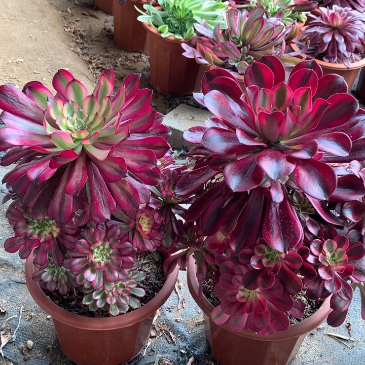 不包损336号美杜莎美姬