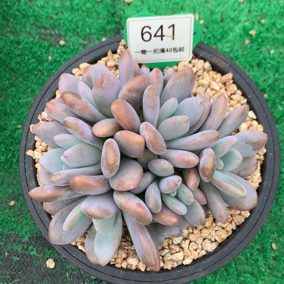 粉兔群生无砍平头8头641