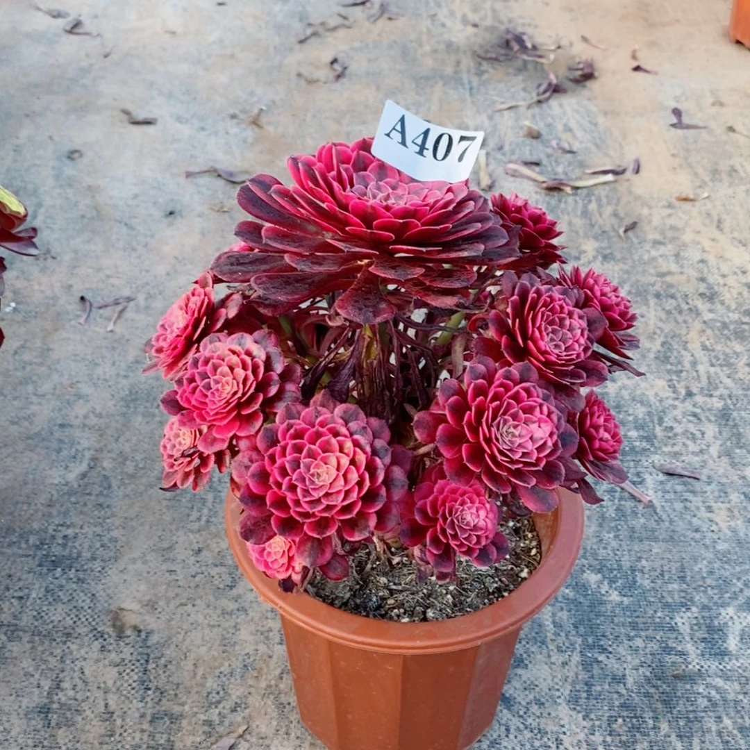 嫩桩黑铜白407多肉法师植物