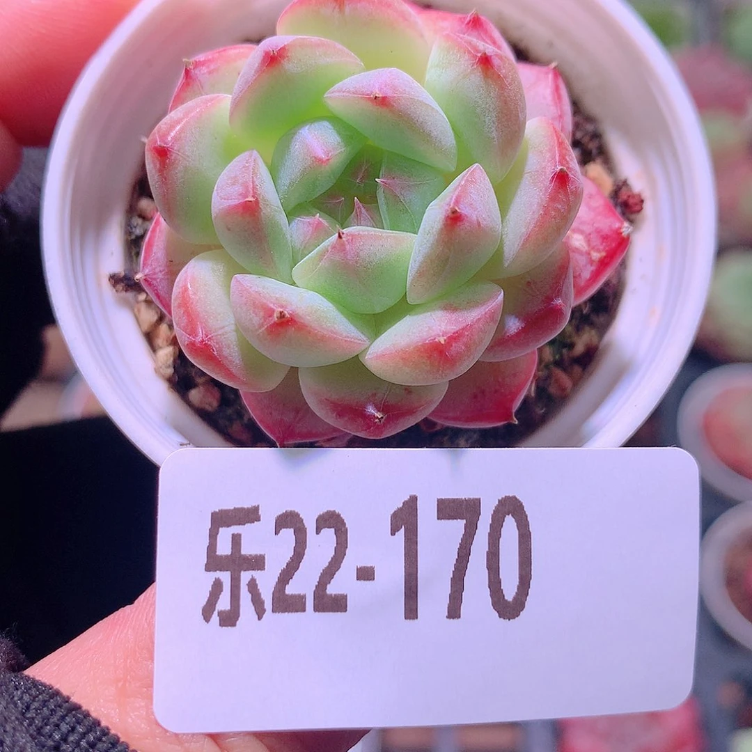 乐然22-170 白桃汽水
