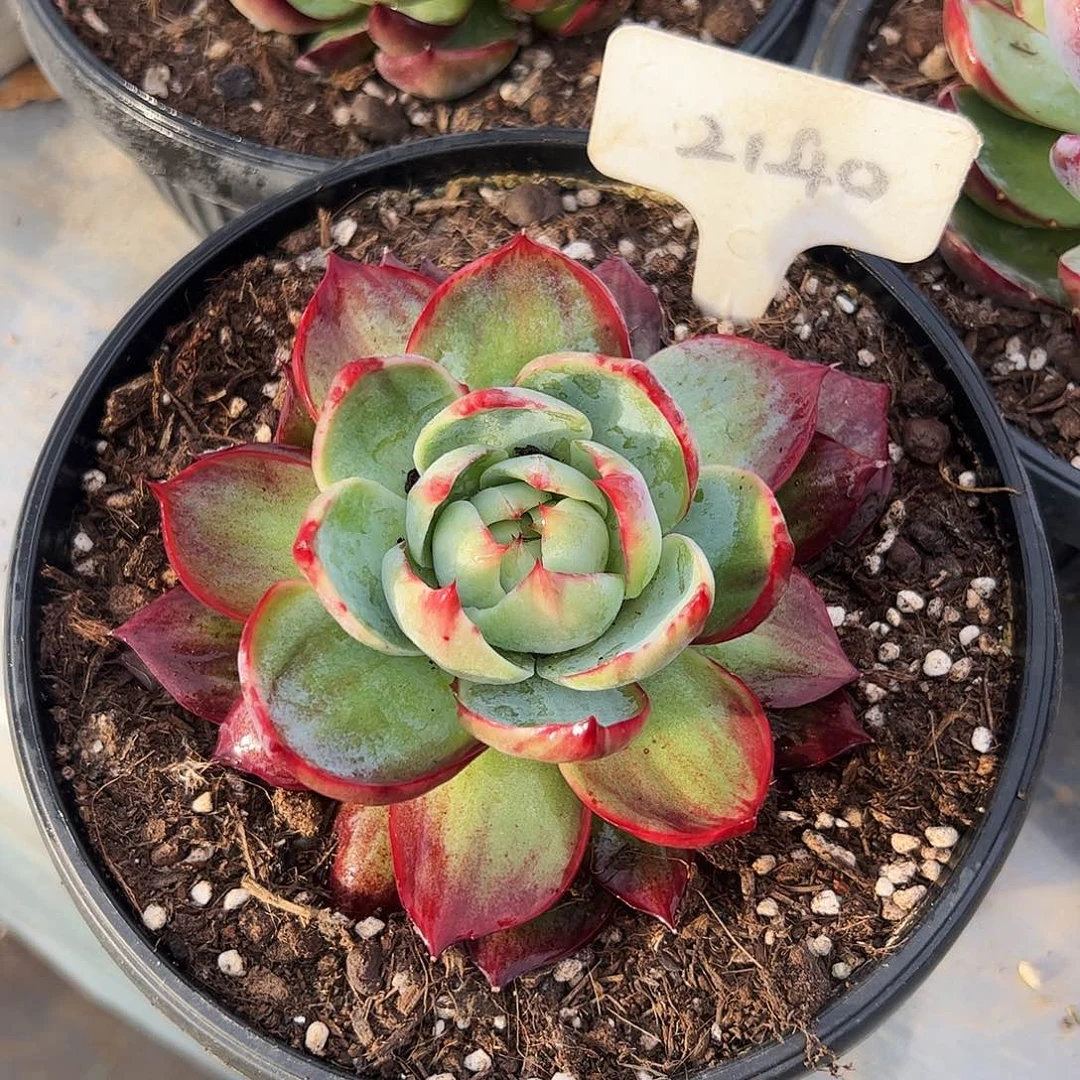 惊鸿仙子一物一拍2140号