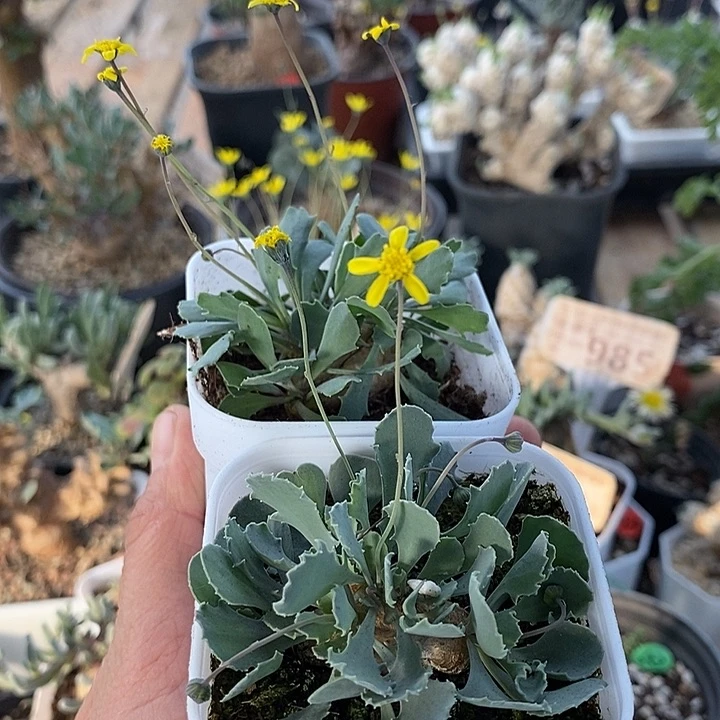 6110格加一一一一一一一一一一带盆