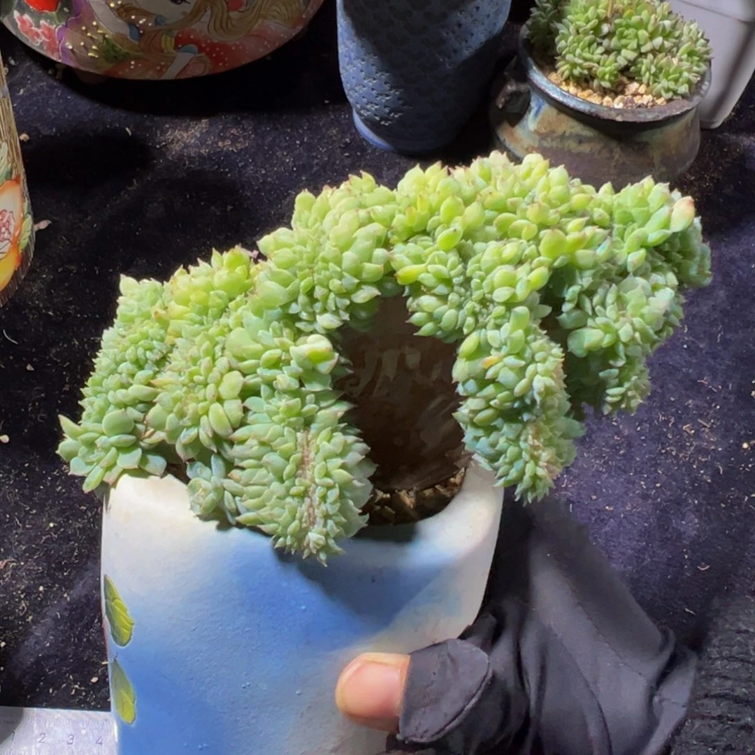 黄水晶冰魄缀 天天开心