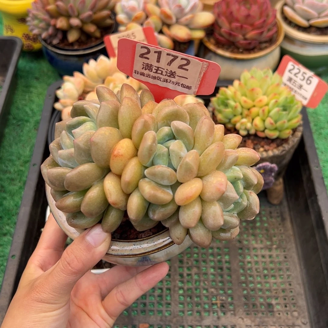 表妹精品多肉2172.