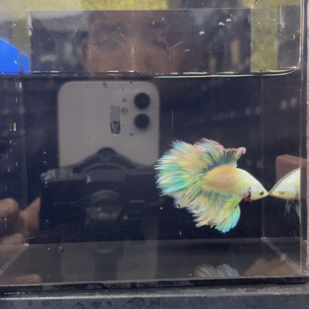 海水鱼哈哈哈哈低571