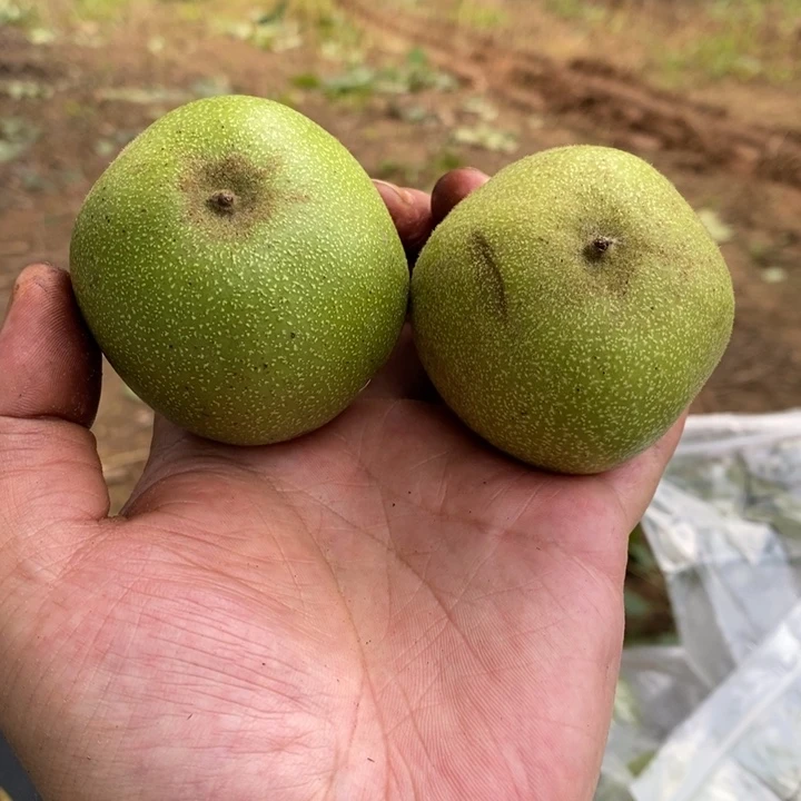 桃核吊坠9.9福利，