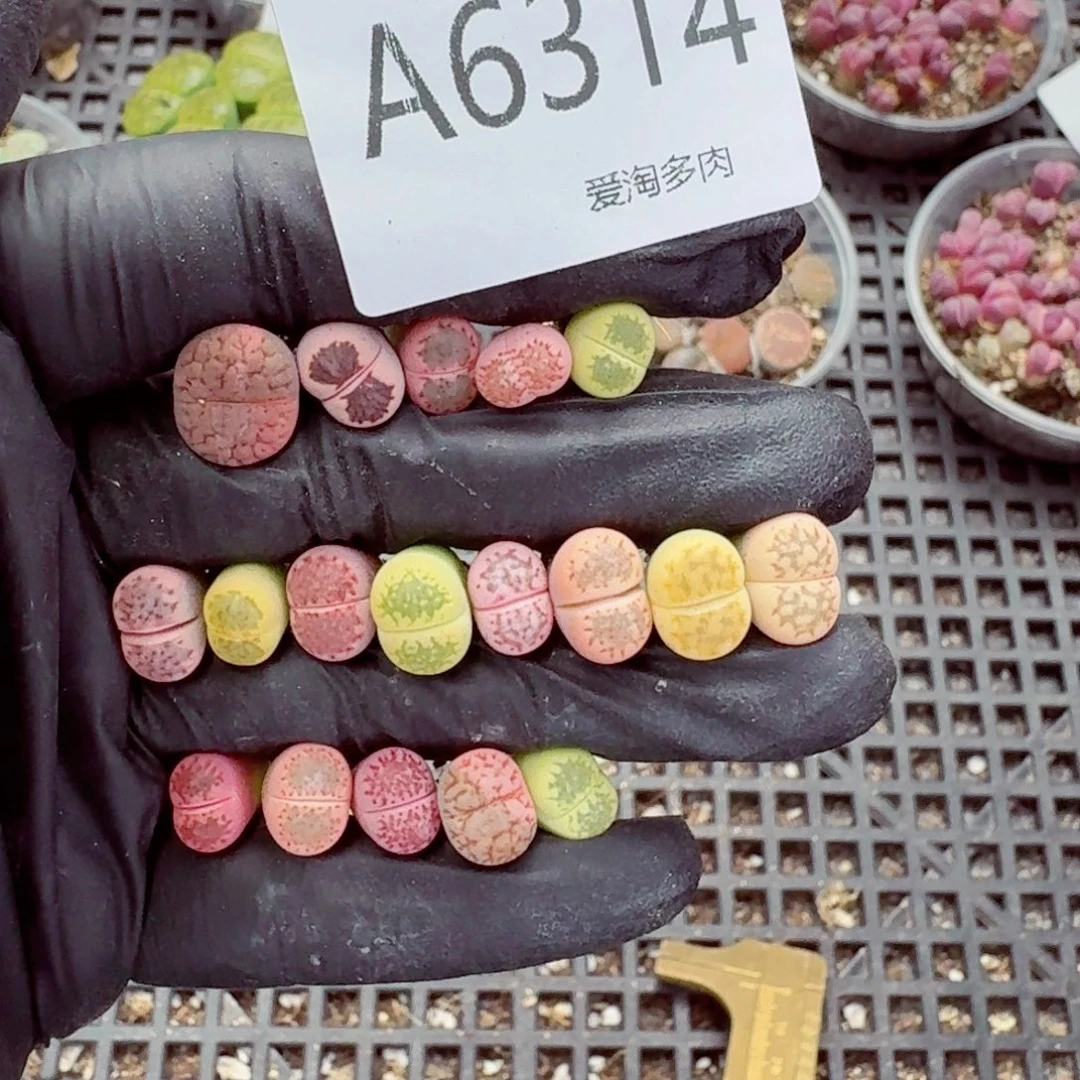 6314—生石花 生石花