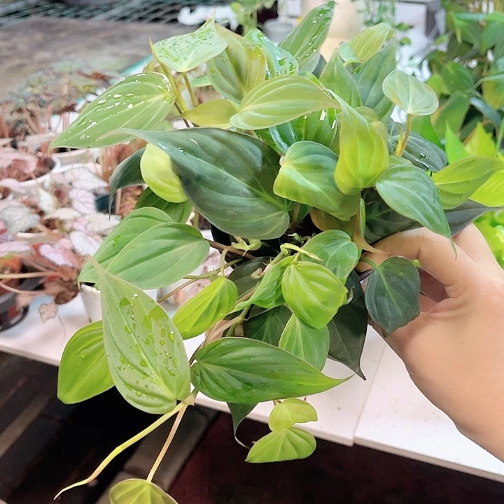完全开放云母蔓绿绒 下播福利随机发