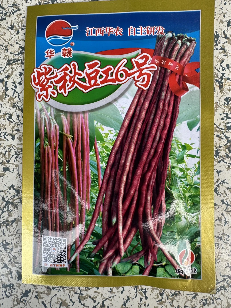 春秋种植八月紫秋豇豆