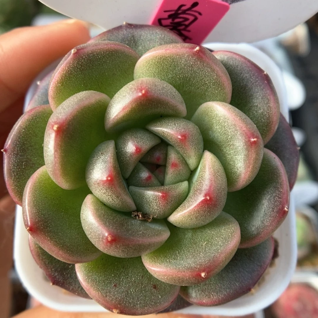 暮云新品可拍4105号。