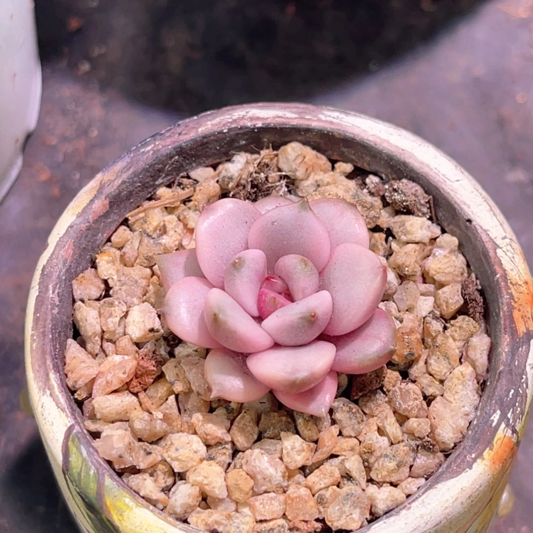 W****࿐多肉特价葡萄锦头盖