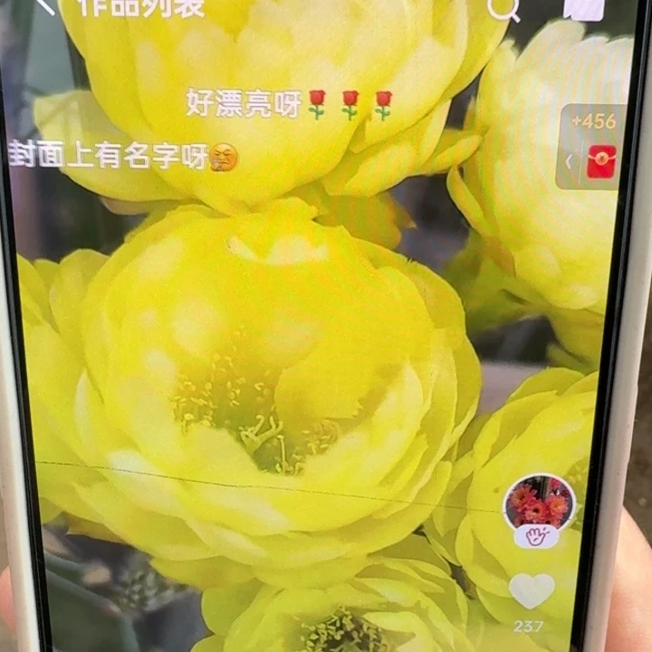 209丽花黄水晶歪3公分左右无根侧牙