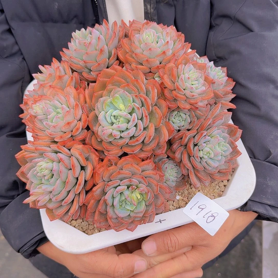 1918美年达多肉植物