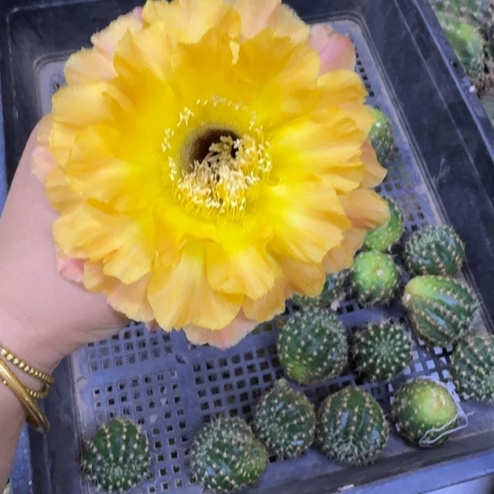 304彩草朱丽叶歪无根侧牙4公分左右，20包邮