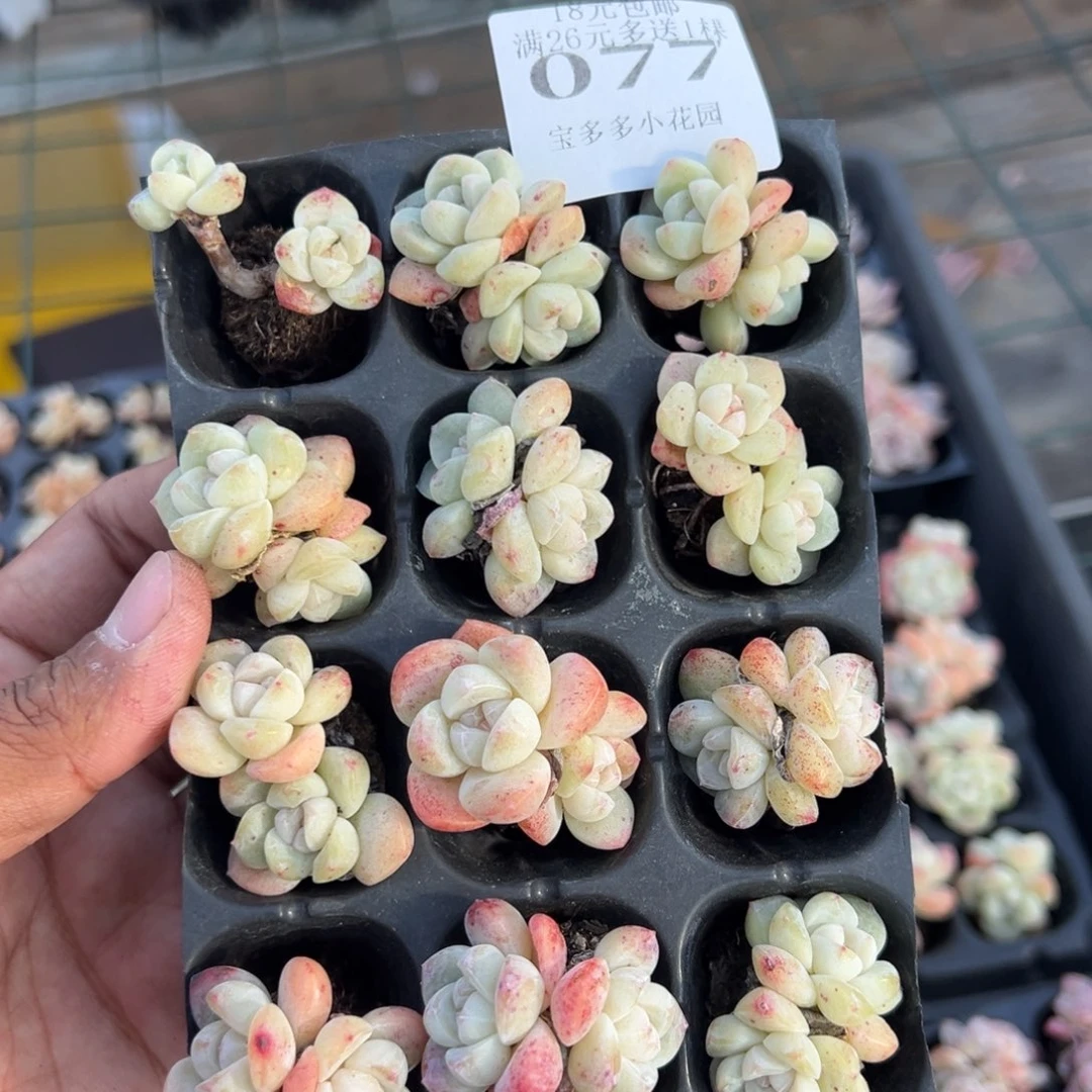 077号双头穴盘冰玉3cm 到手12颗 默认微瑕不包整散不售后