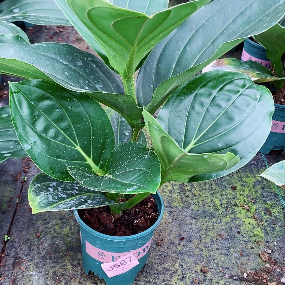 无花朵林*平木本花卉587