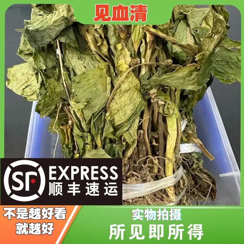 见血清成都中药材批发别名：见血莲、矮胖儿、肉螃蟹、铁爬树