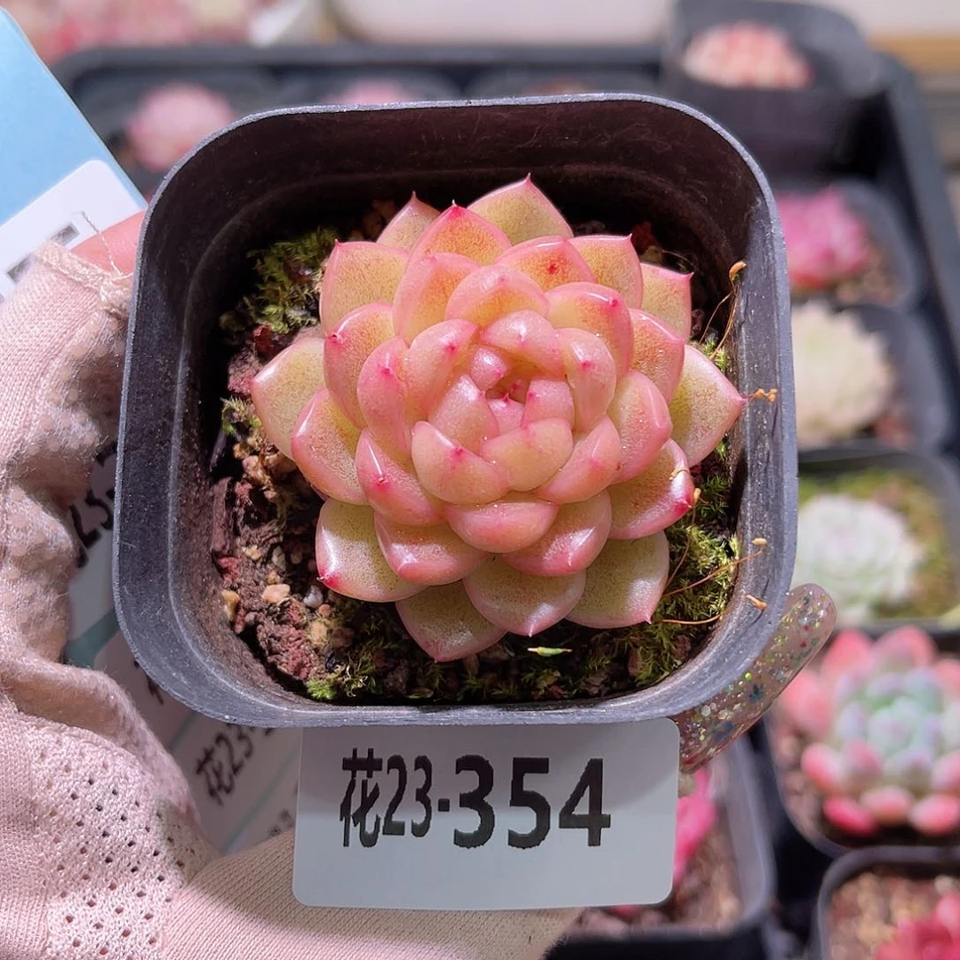 花利美23-354麦秆