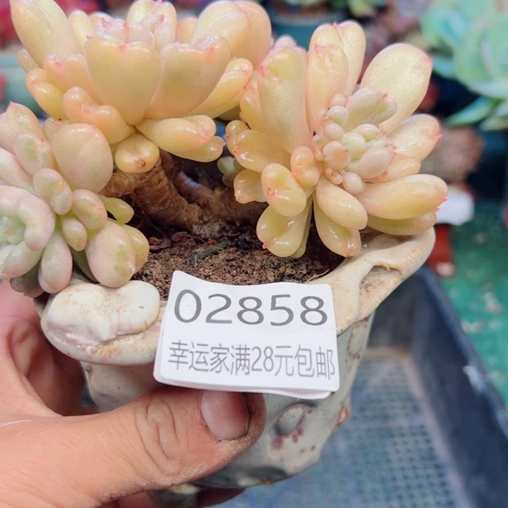 幸运的是我还没遇到你的